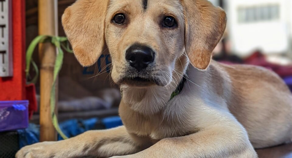 dog breeds in india
