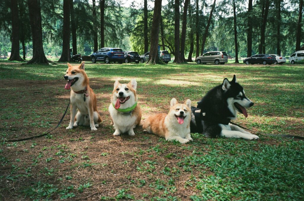 Best Dog Breeds in India