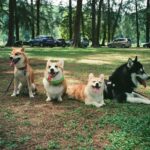 Dog Breeds in India: Top 10 Picks for Families, Budgets & First-Time Owners