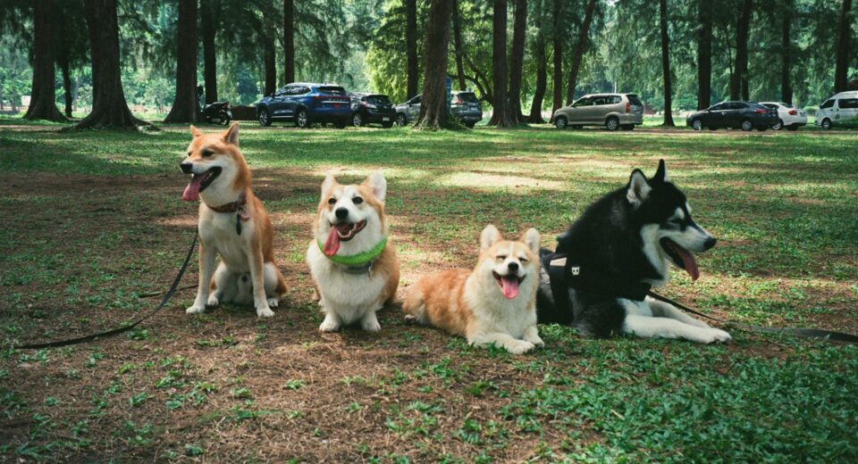 Best Dog Breeds in India