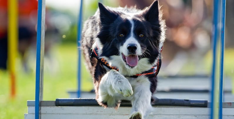 dog agility training near me