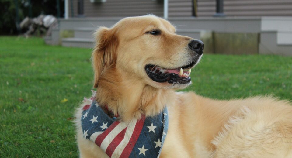 Dog Breeds