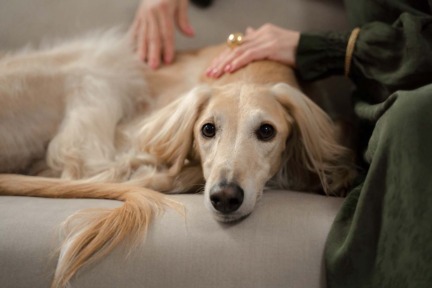 Dog-friendly day trips summer months