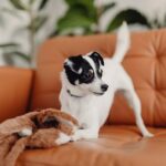 Top Dog Breeds and Which Breed is Right for You