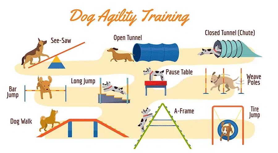 dog agility training near me