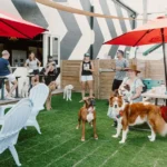 Pomeranian Dog Price: A Comprehensive Guide