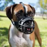 Funny Dogs: Hilarious Breeds, Names, Pics & Tips for Capturing LOL Moments