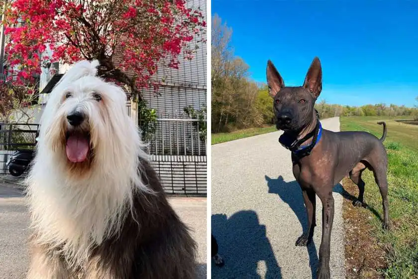 Black Dog Breeds