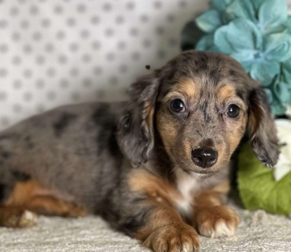Chiweenie Dog Guide: Traits, Prices, Puppies for Sale & Care