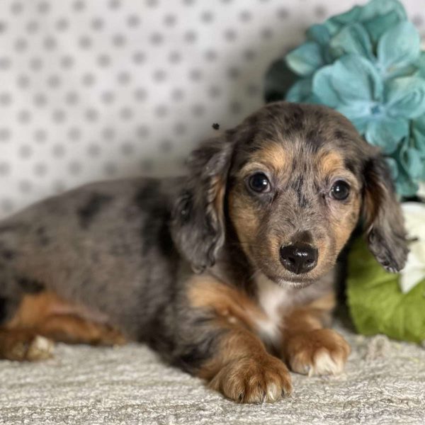 Chiweenie Dog Guide: Traits, Prices, Puppies for Sale & Care
