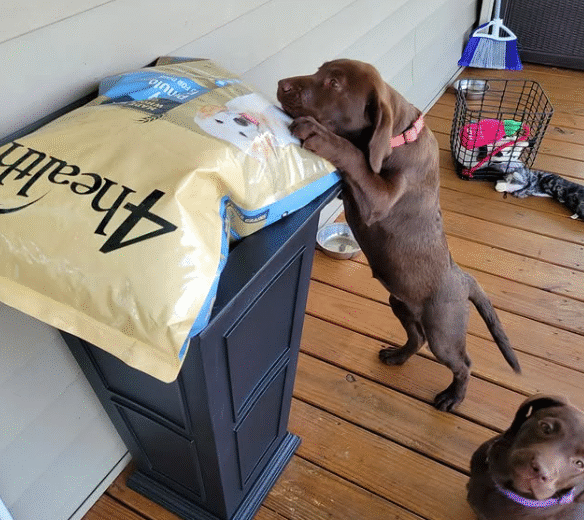 4 health dog food