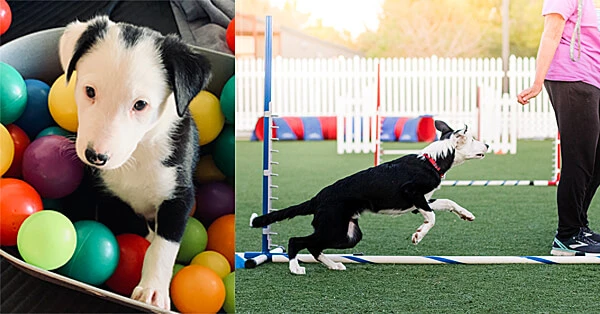 agility training for dogs near me