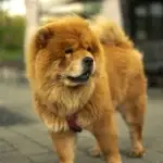 dog breeds in India Top 10 Dog Breeds You Can Find in India