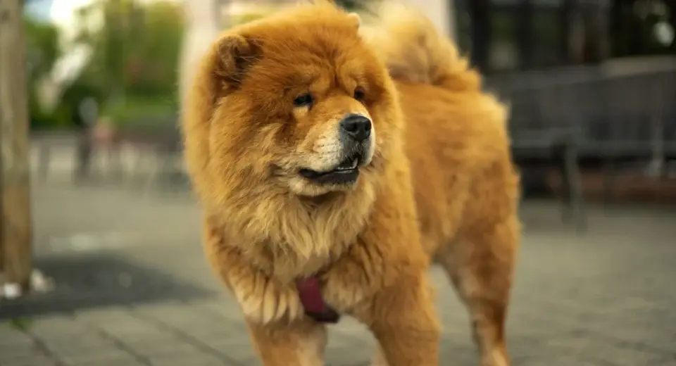 big fluffy dog breeds