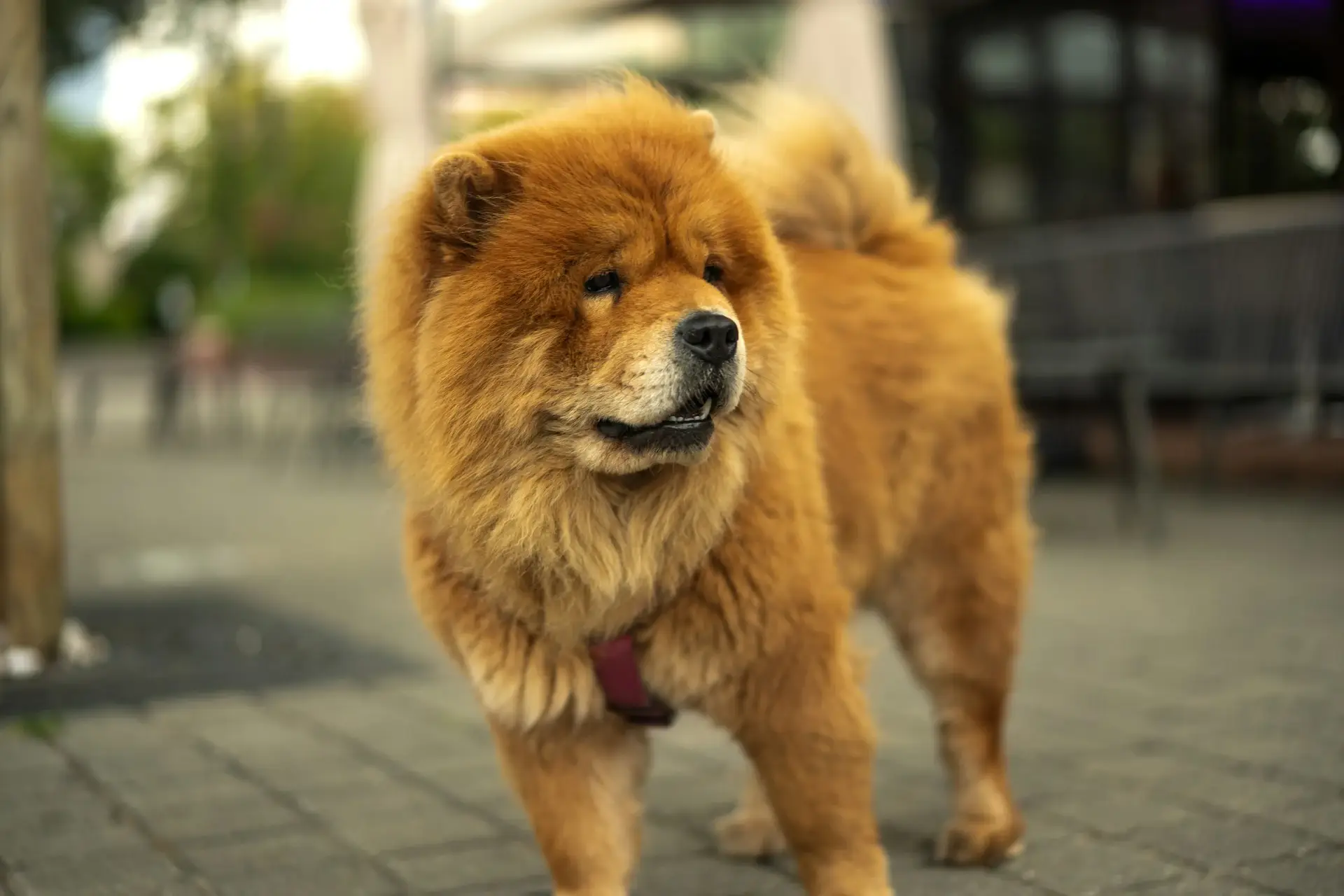 big fluffy dog breeds