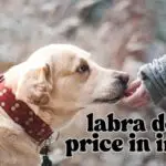 Hey 4 Health Dog Food: Is It the Right Choice for Your Dog?