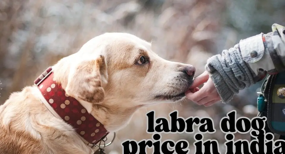 labra dog price