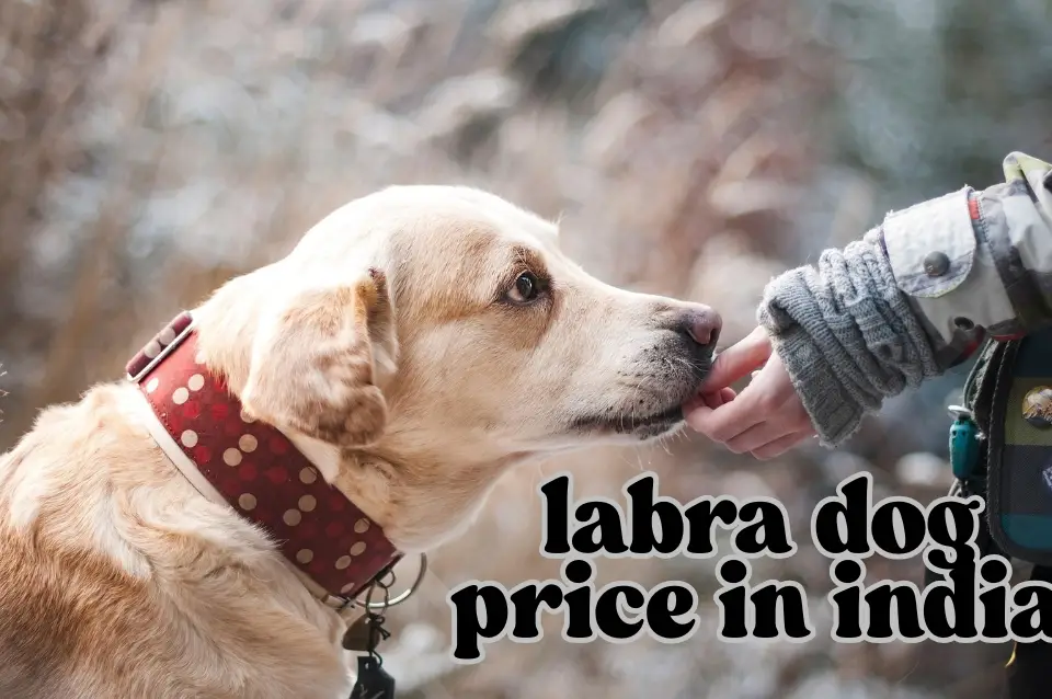 labra dog price