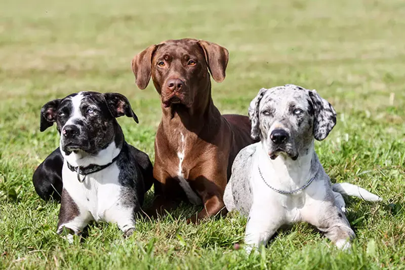 catahoula leopard dog health issues