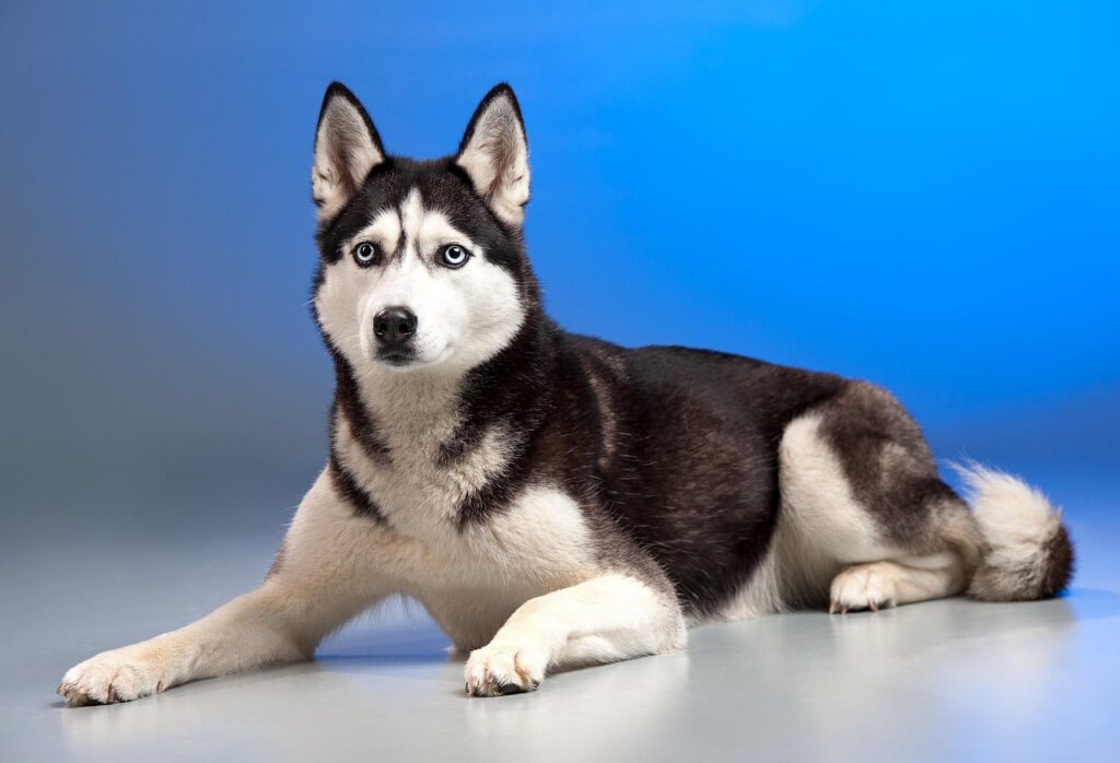 husky dog price