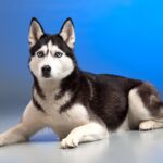 Hey 4 Health Dog Food: Is It the Right Choice for Your Dog?