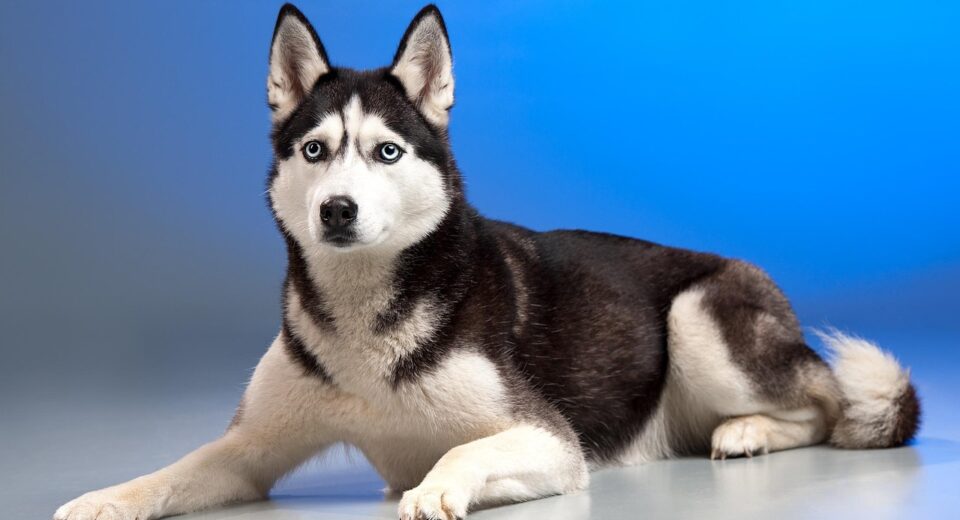 husky dog price