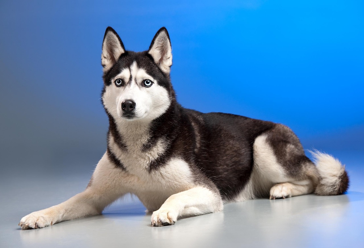 husky dog price
