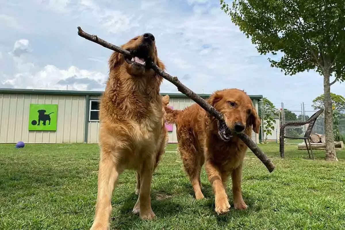 dog boarding and training