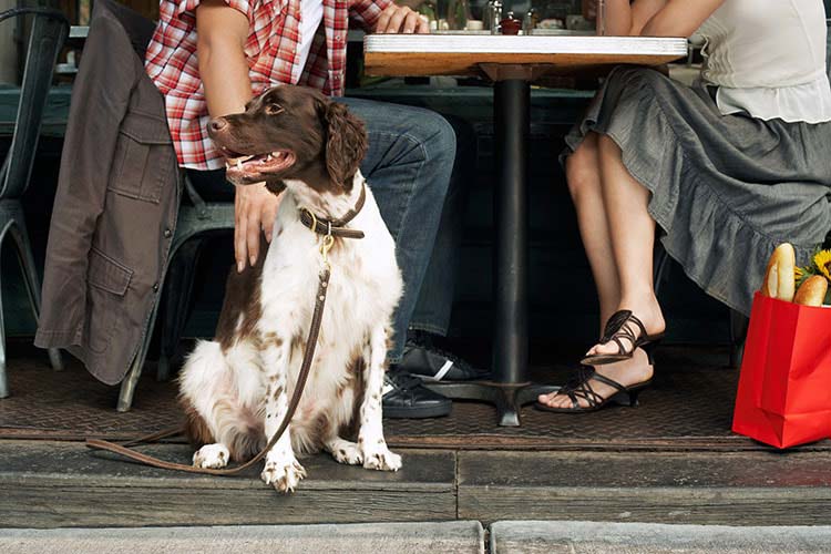 dog friendly restaurants near me