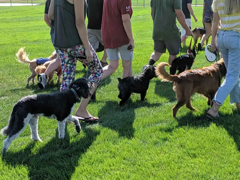 dog training classes near me