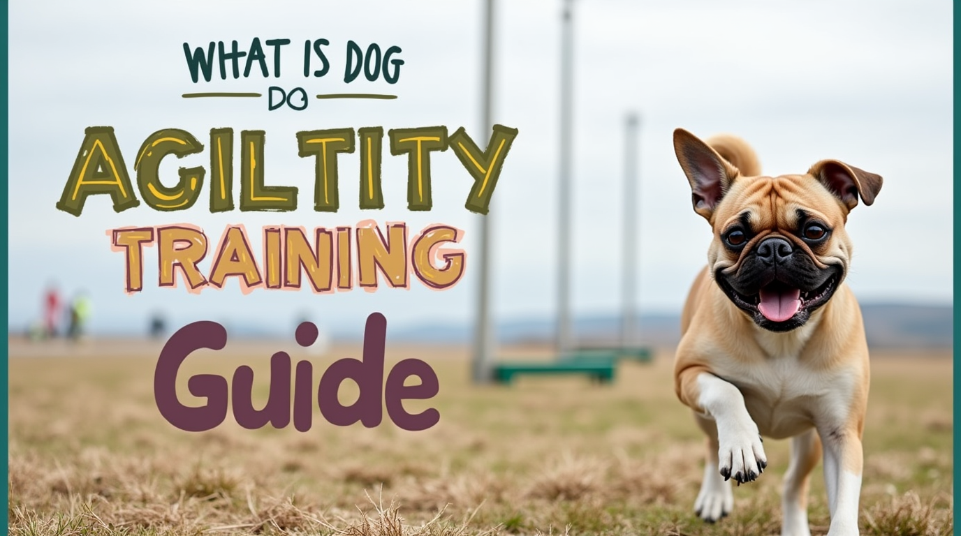 dog agility training near me