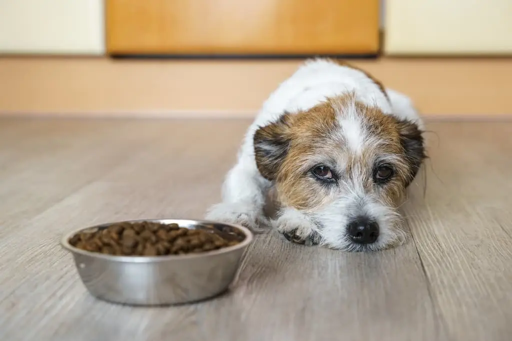 gut health for dogs