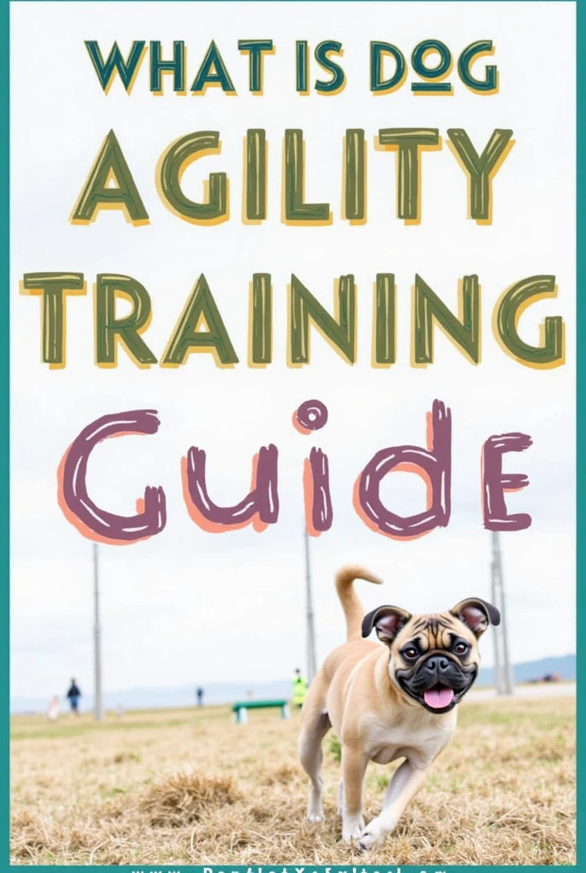 dog agility training near me