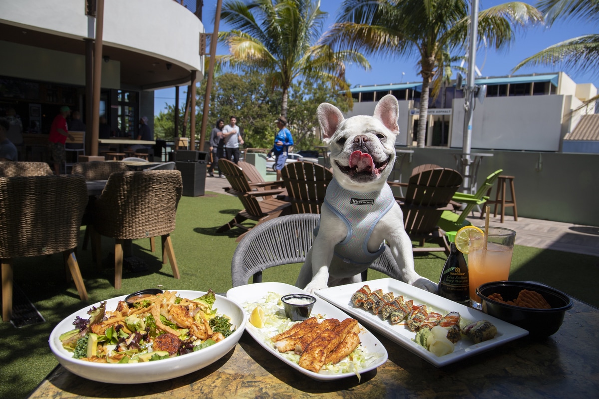 dog friendly restaurants near me