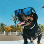 The Complete Guide to Dog Muzzles: Types, Uses, Safety, and FAQs