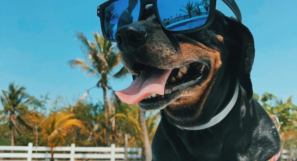 funny dogs