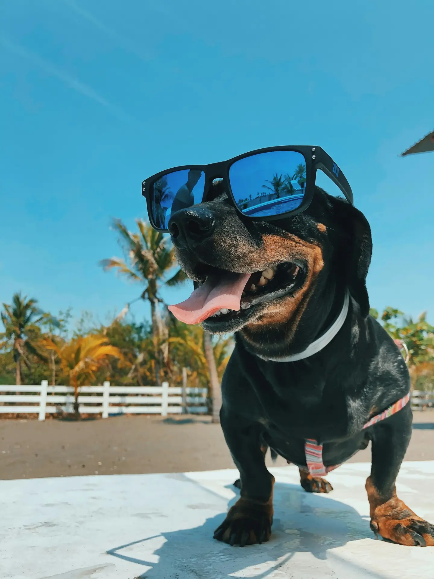 funny dogs