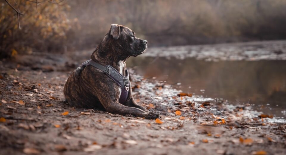 pitbull dog price