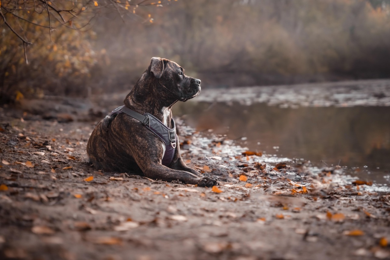pitbull dog price
