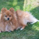 Discover the Best Dog-Friendly Restaurants in Your Area