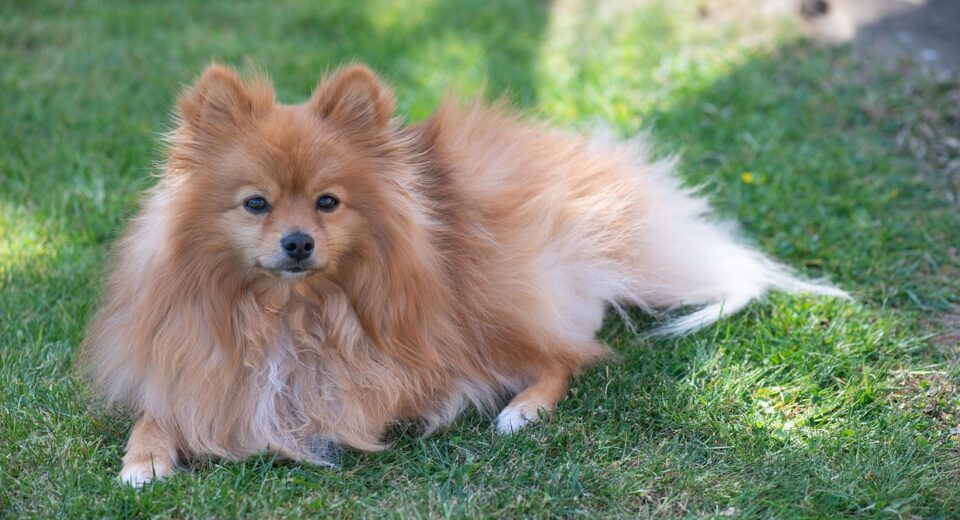 pomeranian dog price