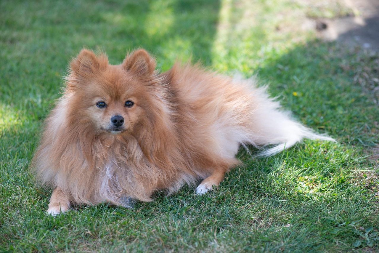pomeranian dog price
