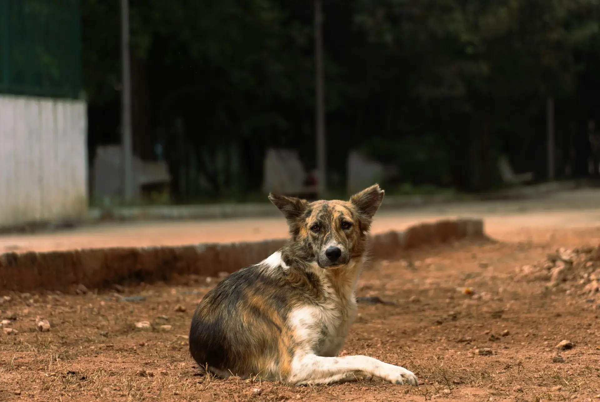 dog breeds in india