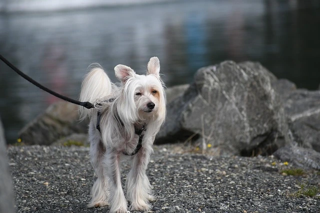 ugly dog breeds