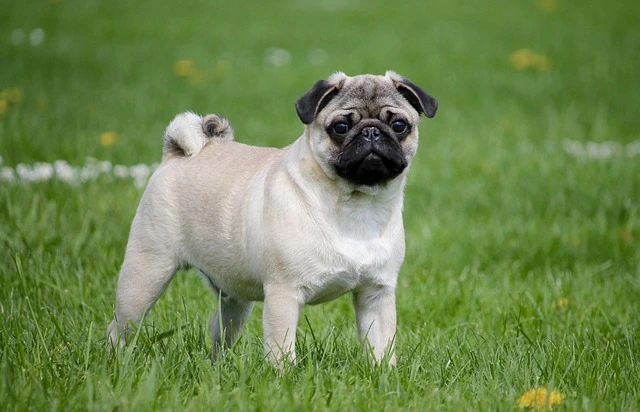 ugly dog breeds