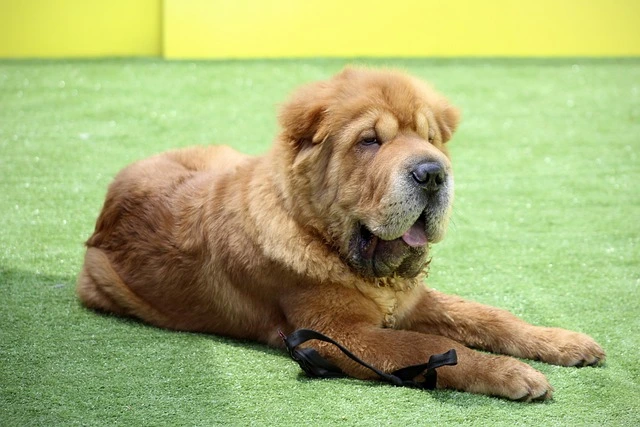 ugly dog breeds