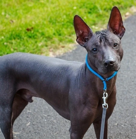 ugly dog breeds