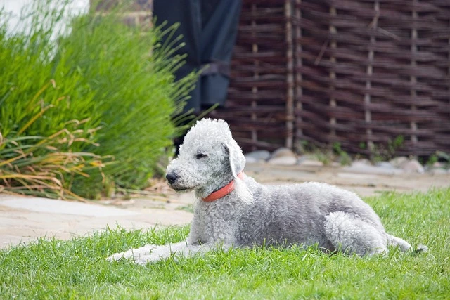 ugly dog breeds