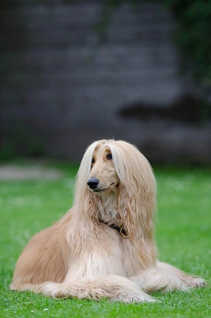 ugly dog breeds