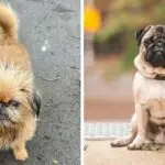 Dog Drawing Guide: Easy, Cute, Realistic & Step-by-Step Tutorials for All Ages
